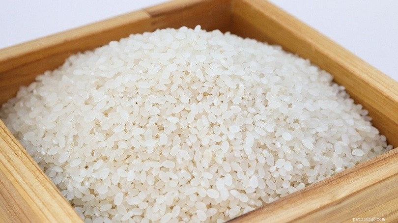Can Ducks Safely Eat Rice? Expert Advice & Myths Debunked