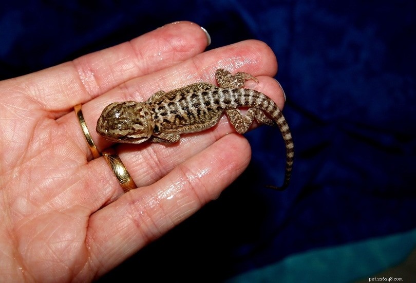 Essential Care Guide for Bearded Dragons (2022) – Tips, Care Sheet, and Expert Advice