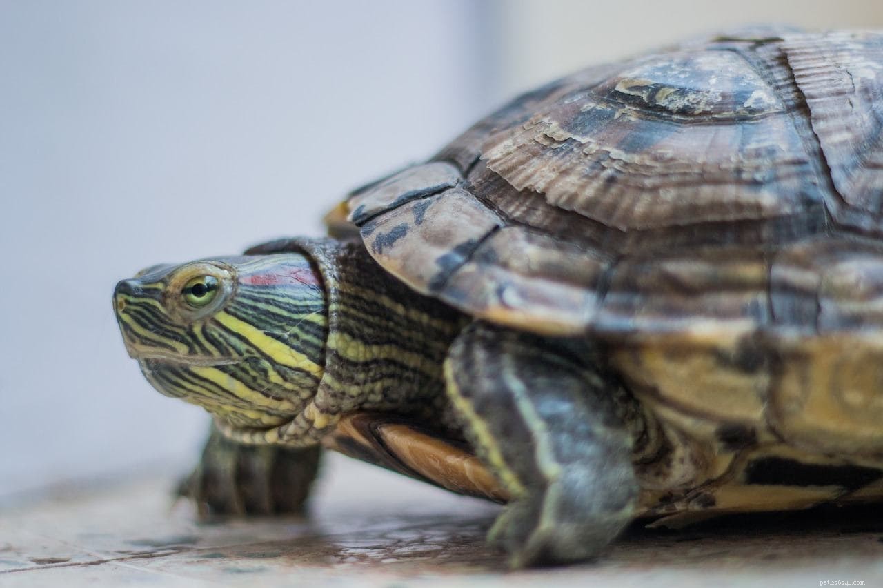 How Long Can a Red‑Eared Slider Survive Without Water? Expert Guide