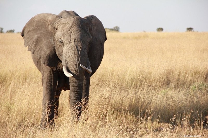 Rare Pets You Can Legally Own in the United States