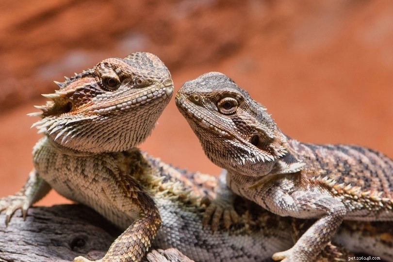 Over 100 Unique & Perfect Bearded Dragon Names – Find the Ideal Fit