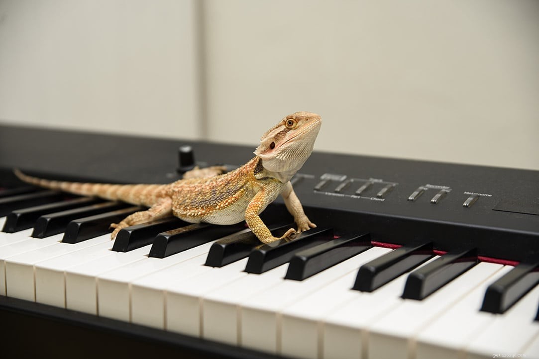 Do Bearded Dragons Enjoy Music? A Practical Guide for Owners