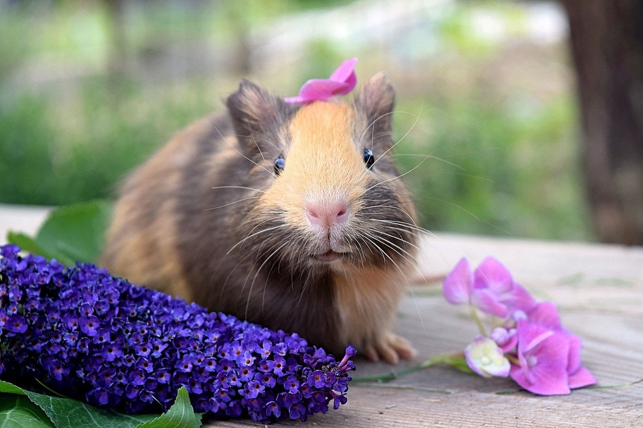 9 Clear Signs Your Guinea Pig Is Happy & How to Spot Them