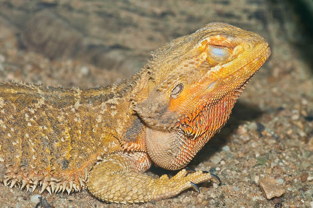 Why Do Bearded Dragons Close One Eye? Common Causes and When to Seek Veterinary Help