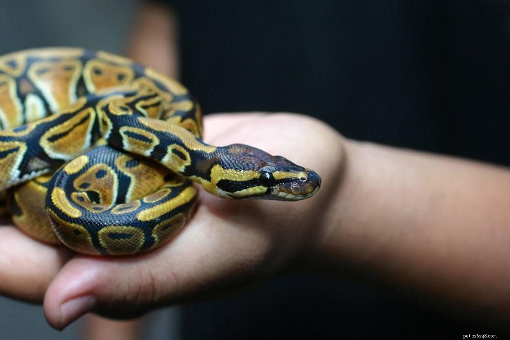 Ball Python Care Guide 2024: Expert Tips & Complete Care Sheet