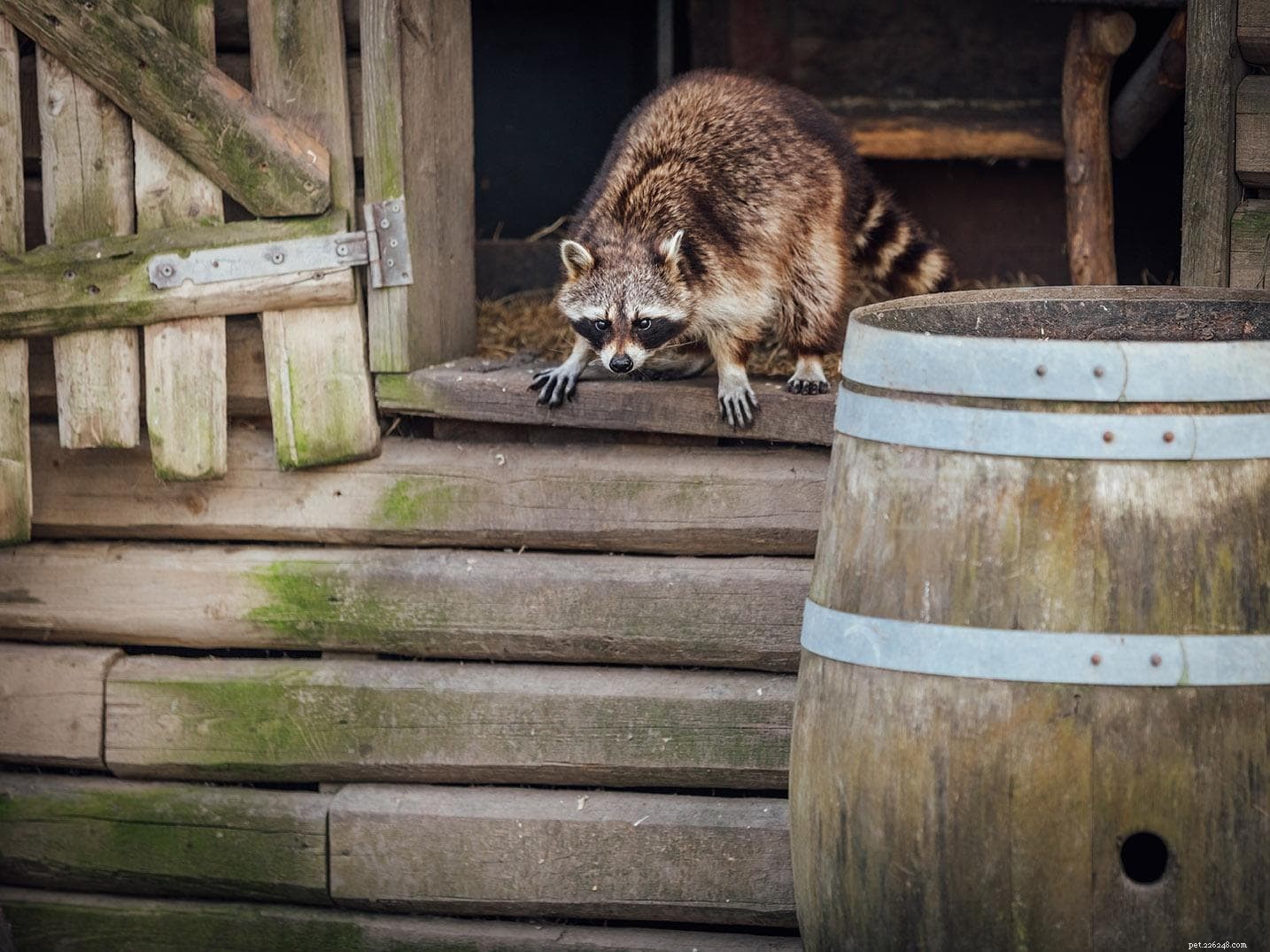 Proven Techniques to Keep Raccoons Out of Your Chicken Coop – 2022 Expert Guide