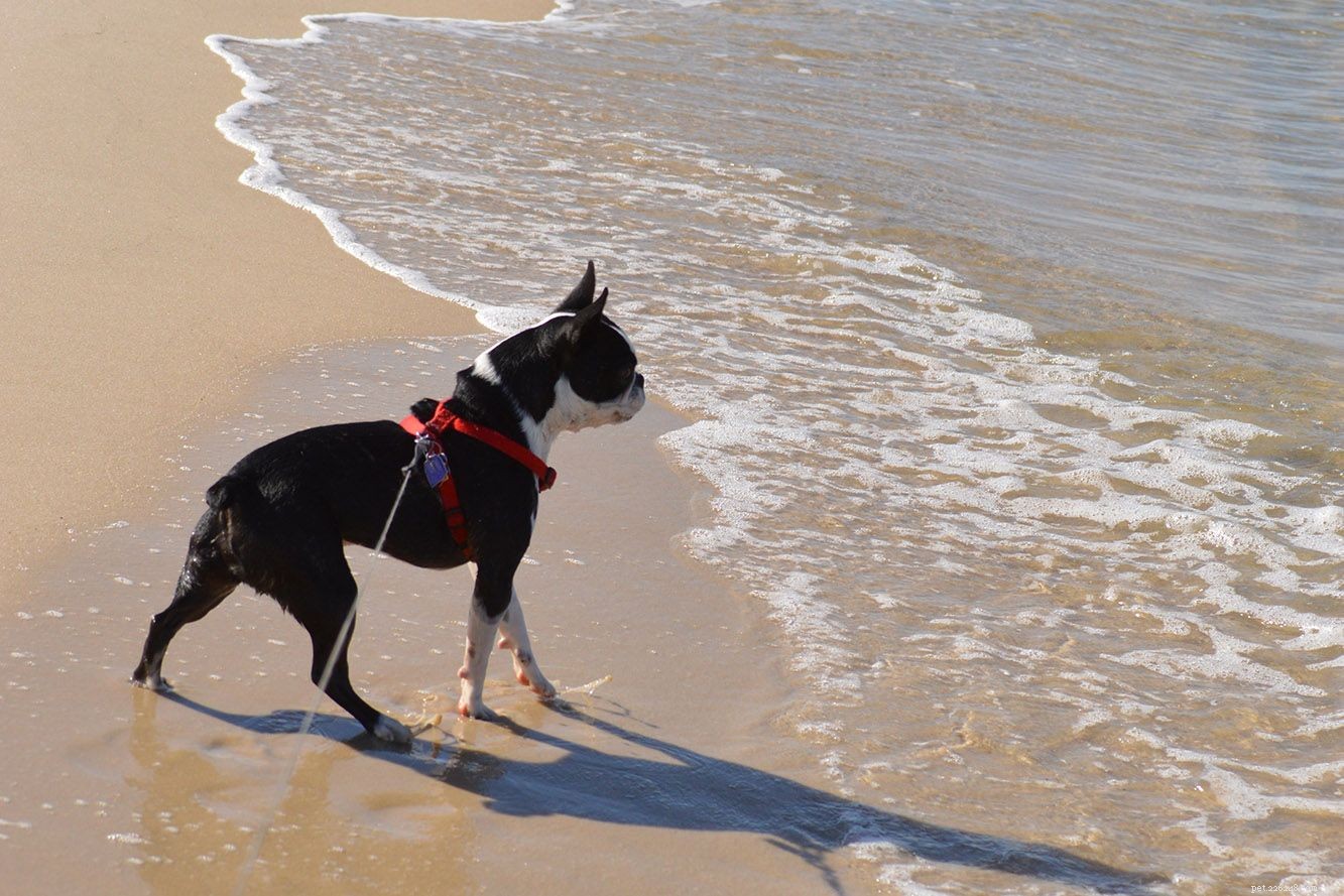 Frenchton: The Ideal Small Hybrid Dog for Families, Apartments, and Seniors