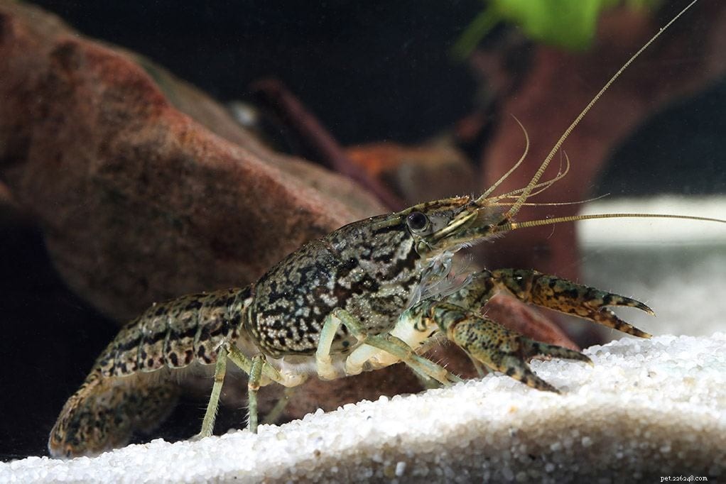 Ultimate 2022 Pet Crayfish Care Guide: Expert Tips & Tricks