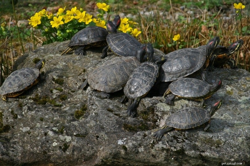 Discover the Favorite Toys and Activities Your Turtle Will Love
