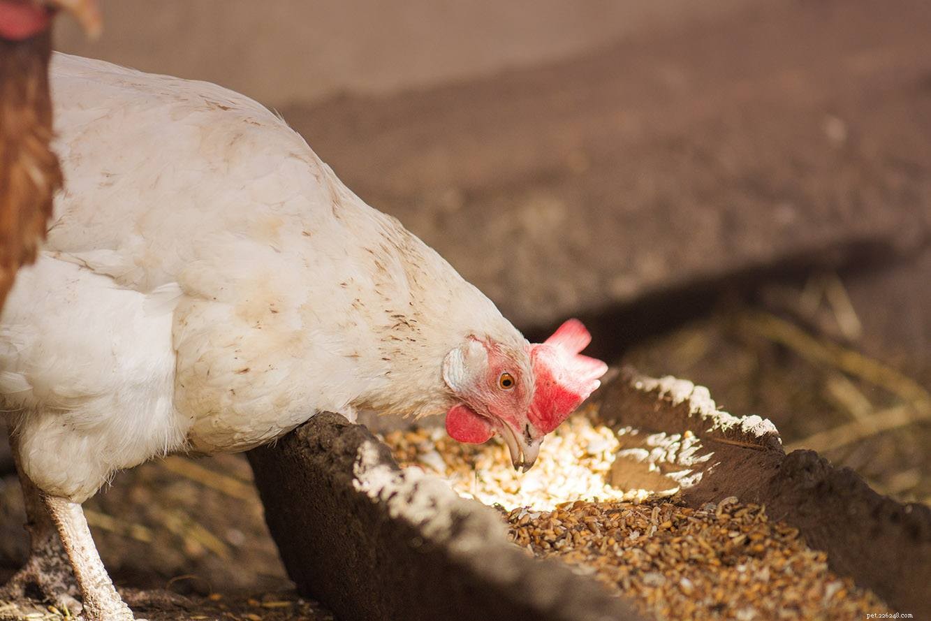 6 Simple, Cost‑Saving Homemade Chicken Feed Recipes for Healthy, Organic Eggs