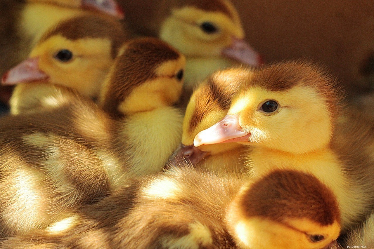 Complete Duckling Care Guide 2022: Expert Tips for Raising Healthy Baby Ducks