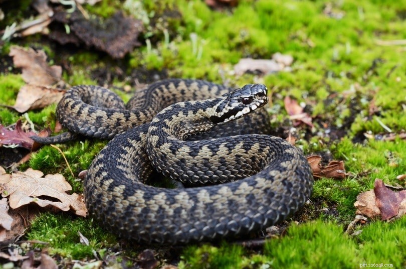 How to Identify Snake Eggs: A Comprehensive Guide with Images