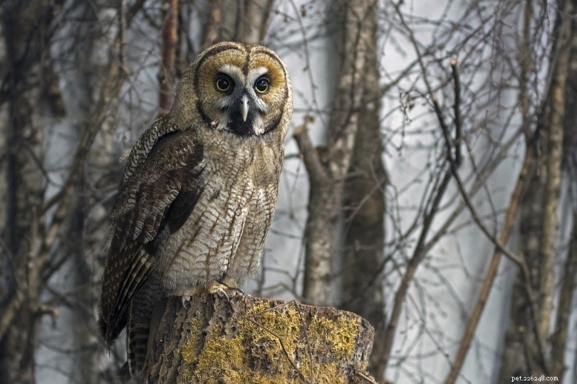 Owls as Pets: What You Must Know Before Adopting