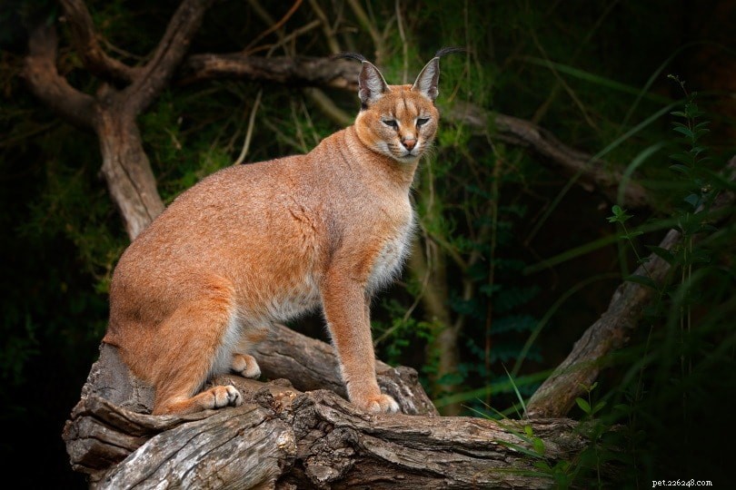 Caracals as Pets: Pros, Cons, and Legal Considerations