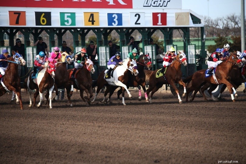 Master Horse Racing: 6 Race Types & Classes Explained