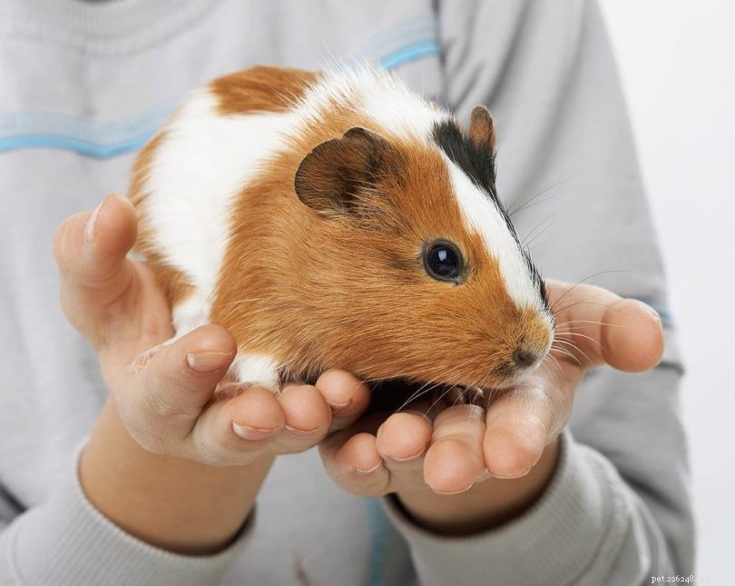 The Ultimate Guide to Safely Trimming Guinea Pig Nails – 6 Proven Techniques