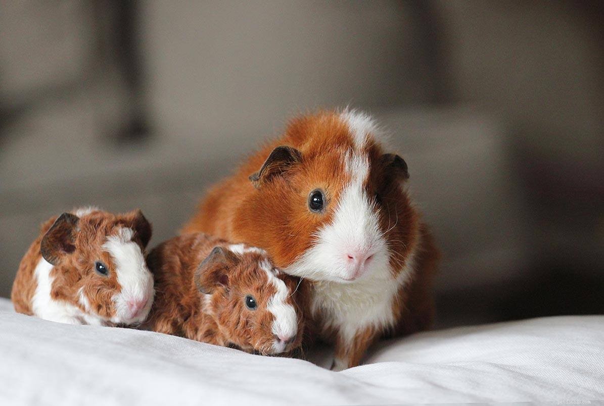 The Origin of Guinea Pigs: From South American Highlands to Household Pets
