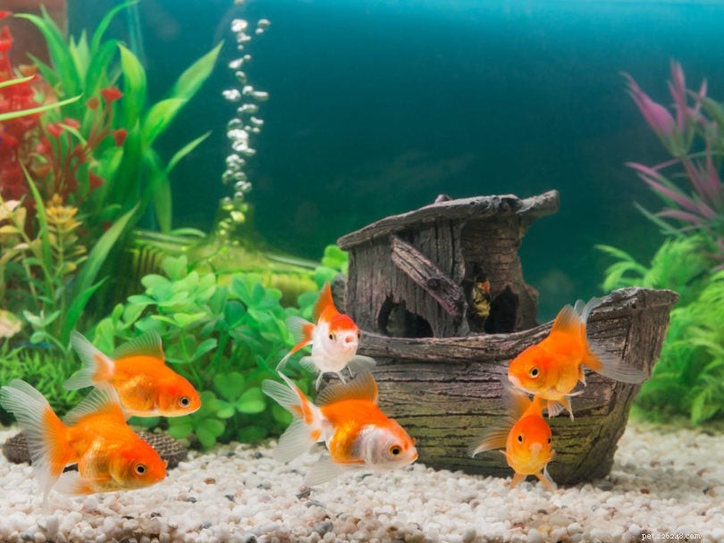 9 Common Goldfish Care Mistakes—How to Avoid Them for a Healthier Pet