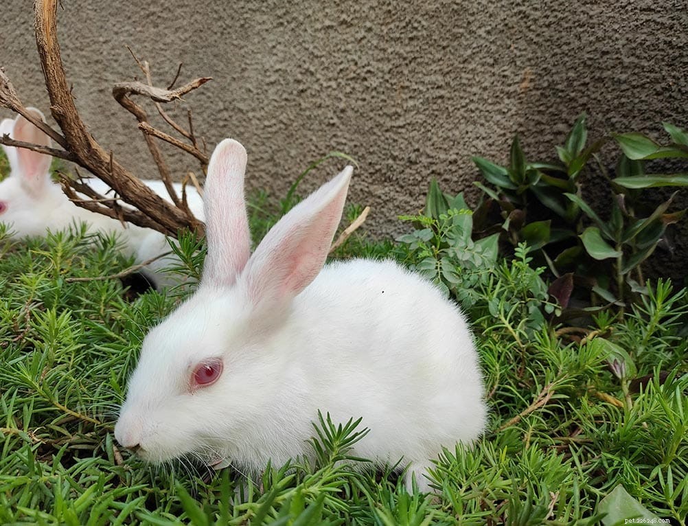 Blanc de Termonde Rabbit: Care Guide, Lifespan, Behavior & Tips for New Owners