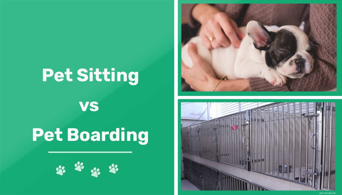 Pet Sitting vs. Boarding: How to Choose the Best Care for Your Pet