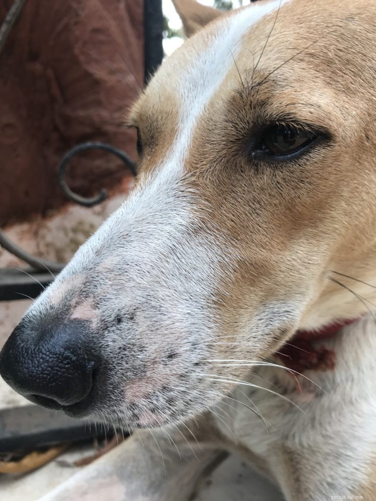 How Caring for Your Pet Enhances Your Own Well‑Being
