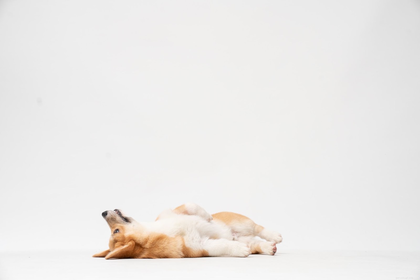 5 Common Rescue Dog Behaviours — What They Reveal & How to Handle Them