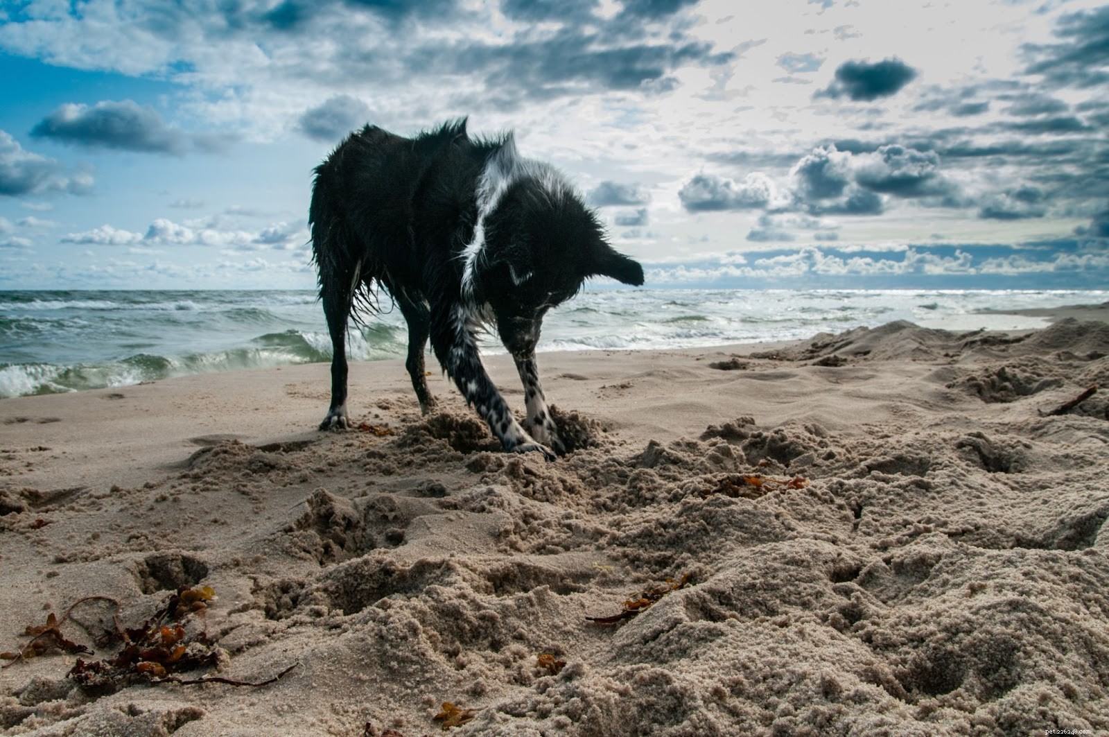 5 Common Rescue Dog Behaviours — What They Reveal & How to Handle Them