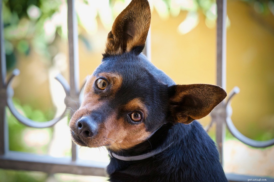 Safe & Easy Guide to Cleaning Your Dog’s Ears