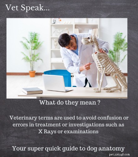 Dog Anatomy Quick Guide: Vet-Approved Reference for Pet Owners