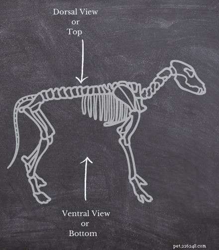 Dog Anatomy Quick Guide: Vet-Approved Reference for Pet Owners