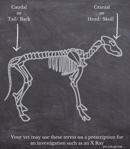 Dog Anatomy Quick Guide: Vet-Approved Reference for Pet Owners