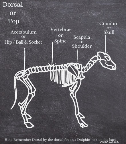 Dog Anatomy Quick Guide: Vet-Approved Reference for Pet Owners