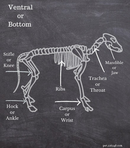 Dog Anatomy Quick Guide: Vet-Approved Reference for Pet Owners