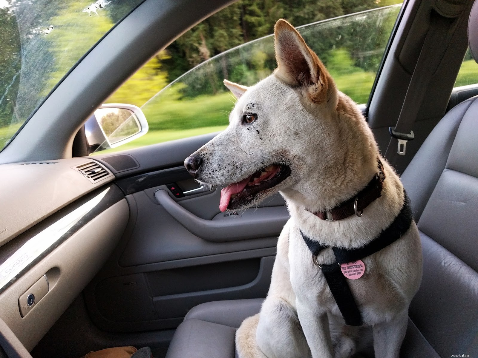 Must‑Have Pet Travel Checklist: Pack These Essentials Every Time