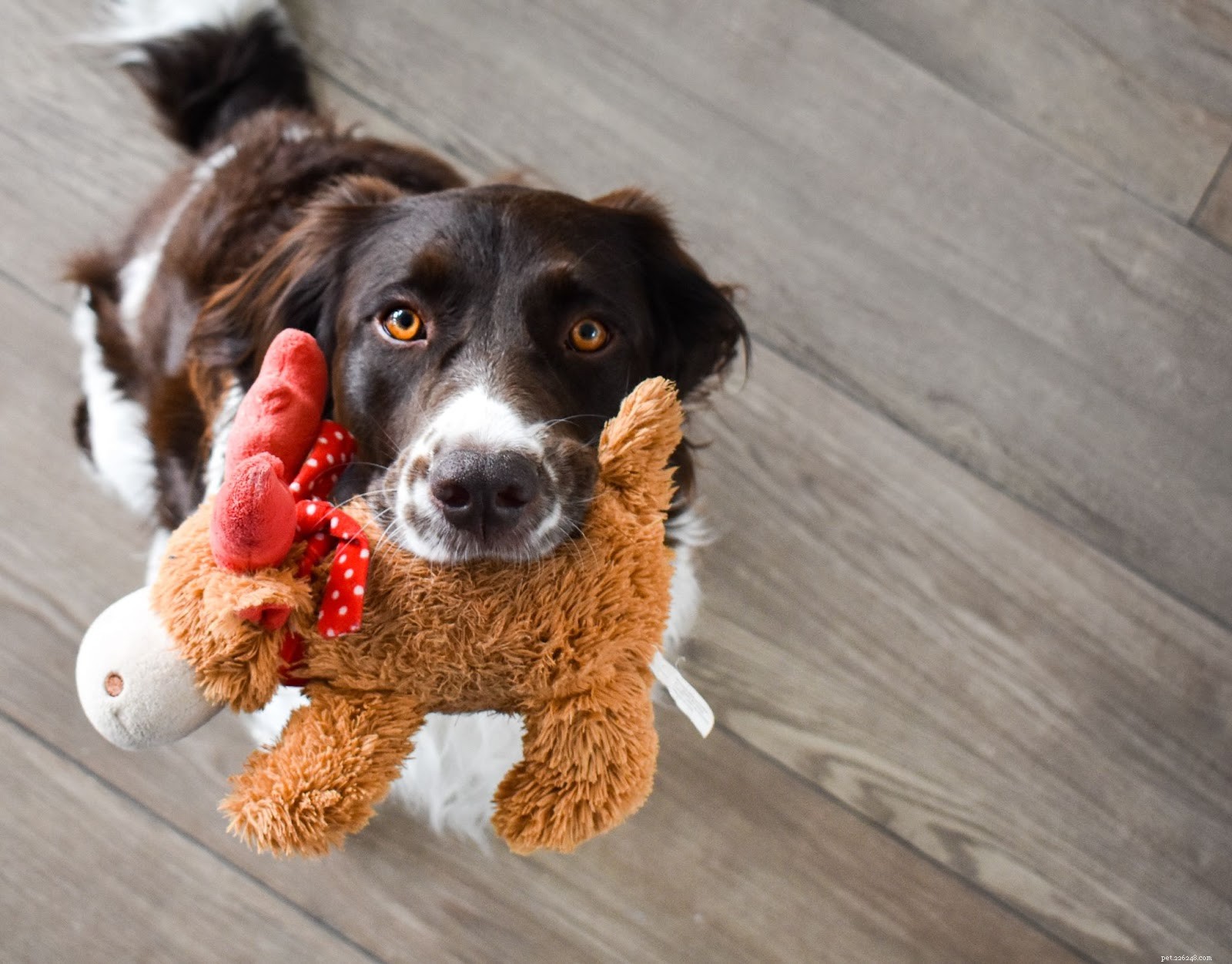 Must‑Have Pet Travel Checklist: Pack These Essentials Every Time