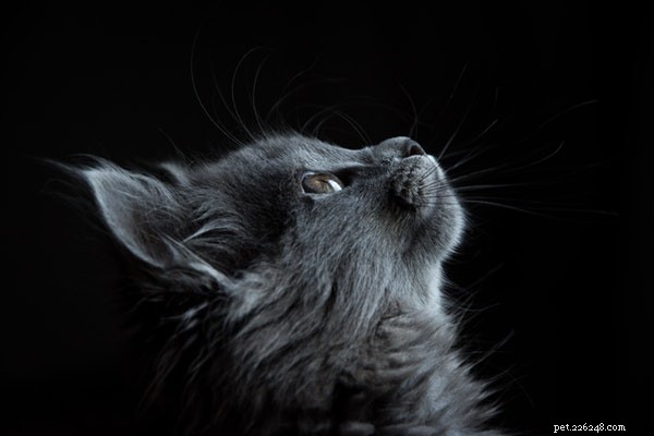 What Drives You to Start a Pet Business? Profit, Purpose, and Passion