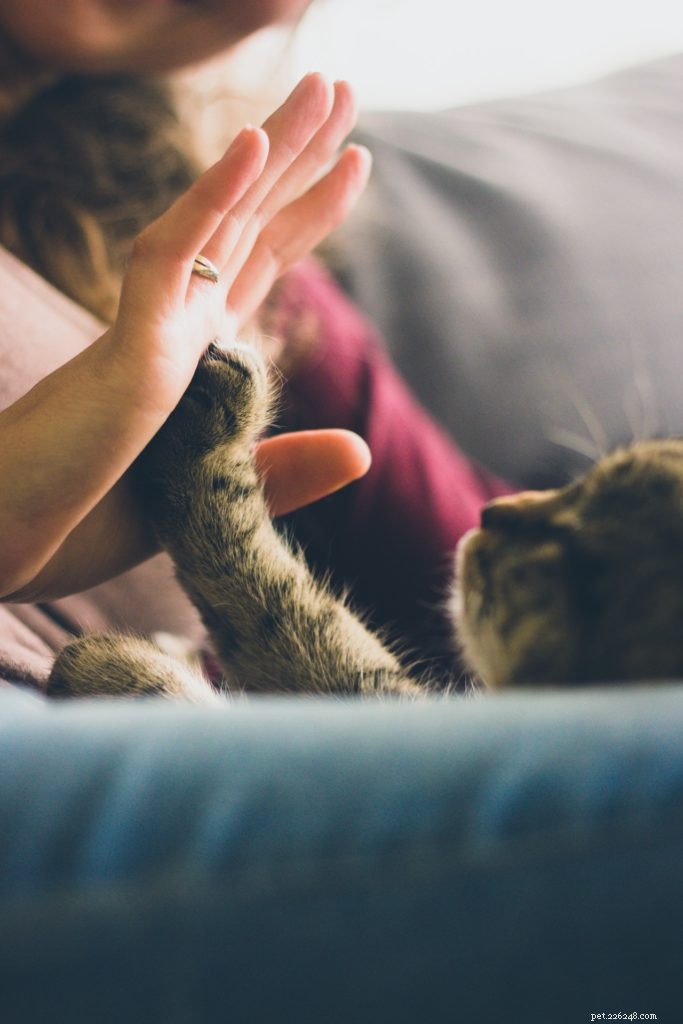 Pet Therapy: The Healing Power of Animal Companions