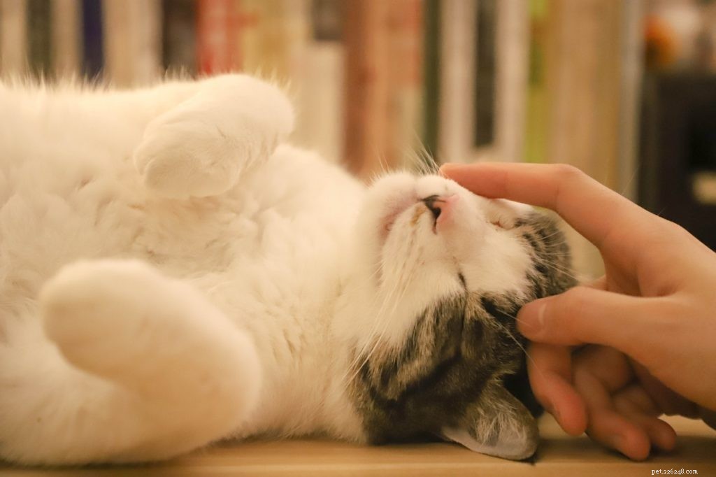 Pet Therapy: The Healing Power of Animal Companions