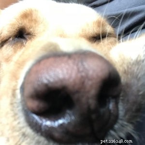 Pet Therapy: The Healing Power of Animal Companions