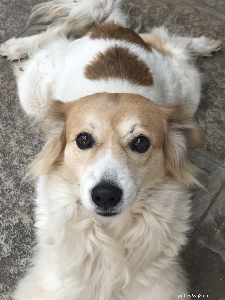 Find Trusted Adoptathons Near You: Adopt a Furry Friend Responsibly
