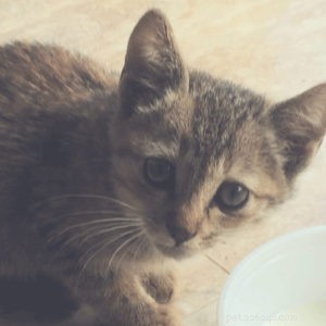 Find Trusted Adoptathons Near You: Adopt a Furry Friend Responsibly