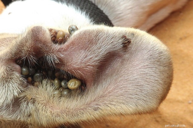 Protect Your Dog from Tick Infestations: Expert Prevention and Care