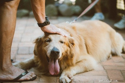 Strolling Through Mumbai with a Super Dog Mom and Her Joyful Puppy