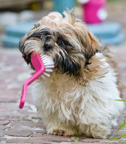 Elevate Pet Care Standards: Safeguarding Your Beloved Companion
