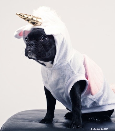The Ethics of Owning Pets: A Balanced Perspective
