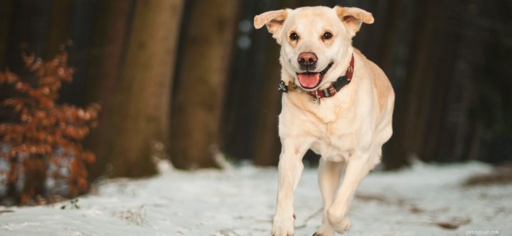 Find Your Lost Pet Fast: Trusted Community Pet Locator