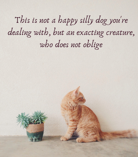 Choosing Between Cat Sitter and Cat Boarding: Which Is Best for Your Feline?