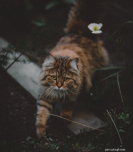 Choosing Between Cat Sitter and Cat Boarding: Which Is Best for Your Feline?