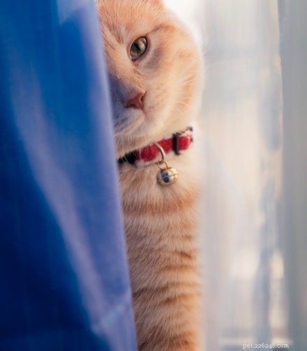 Choosing Between Cat Sitter and Cat Boarding: Which Is Best for Your Feline?