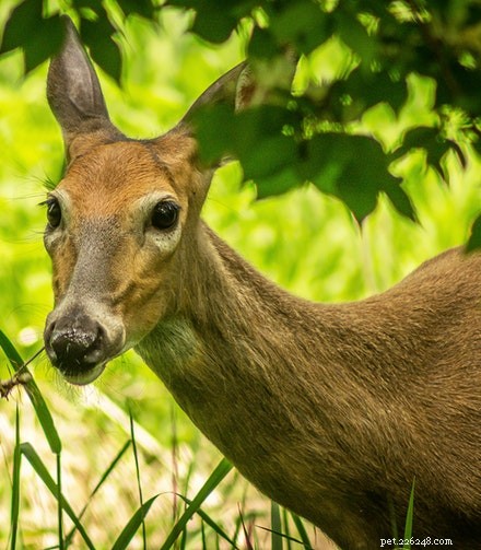 When Deer Defy Expectations: A Disturbing Instagram Encounter